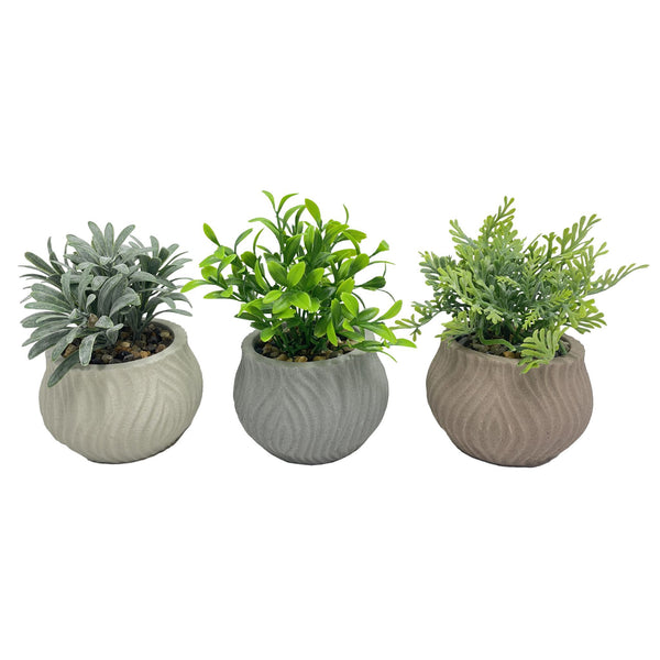 Pianta decorativa verde in vaso di ceramica 14 cm